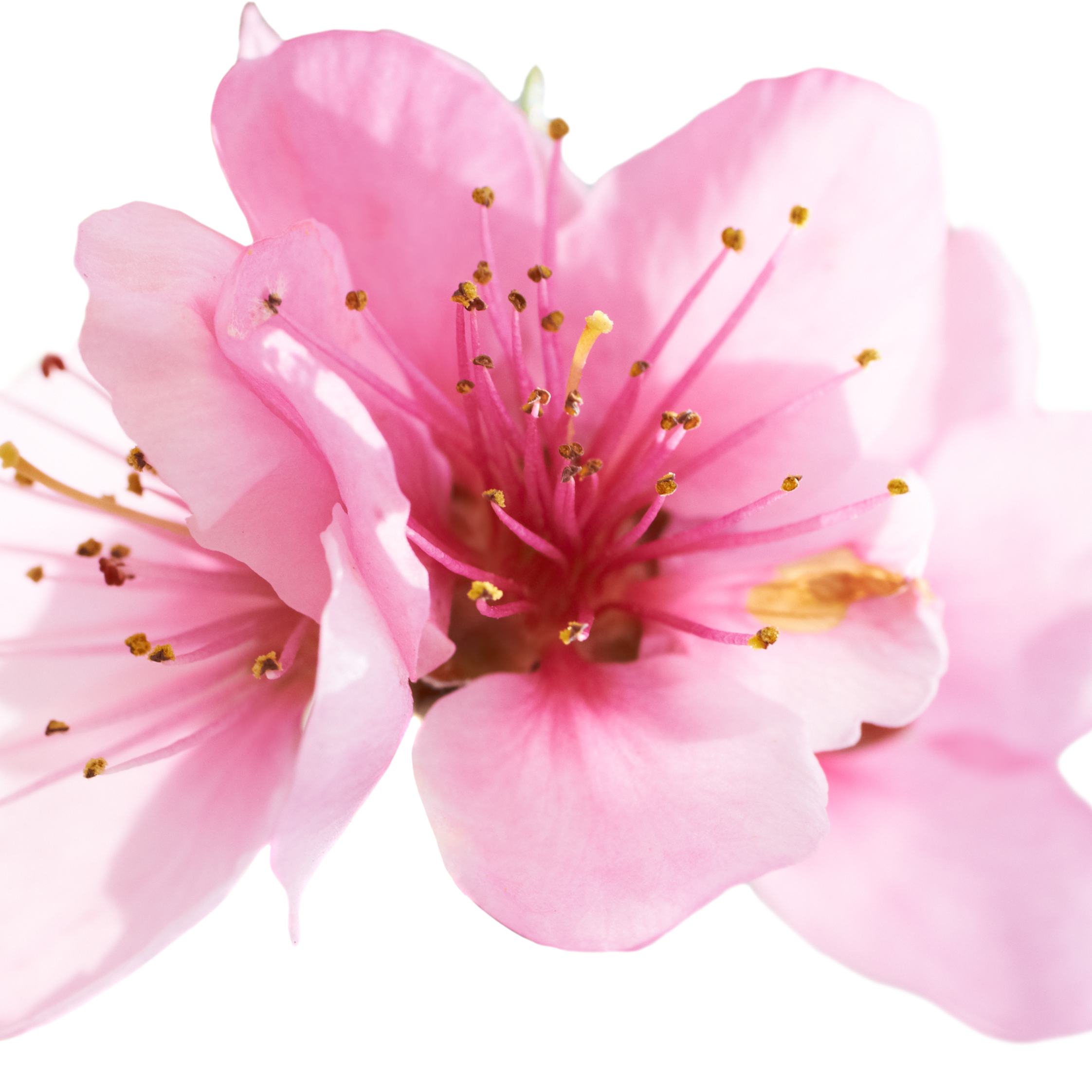 米粉パン専門店 cafeまごころ米て